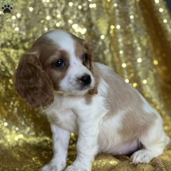 Daniela, Cavapoo Puppy